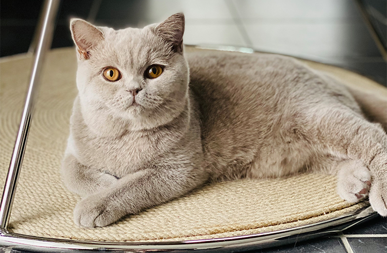 5 tips to make your cat want to use the scratching post (instead of the